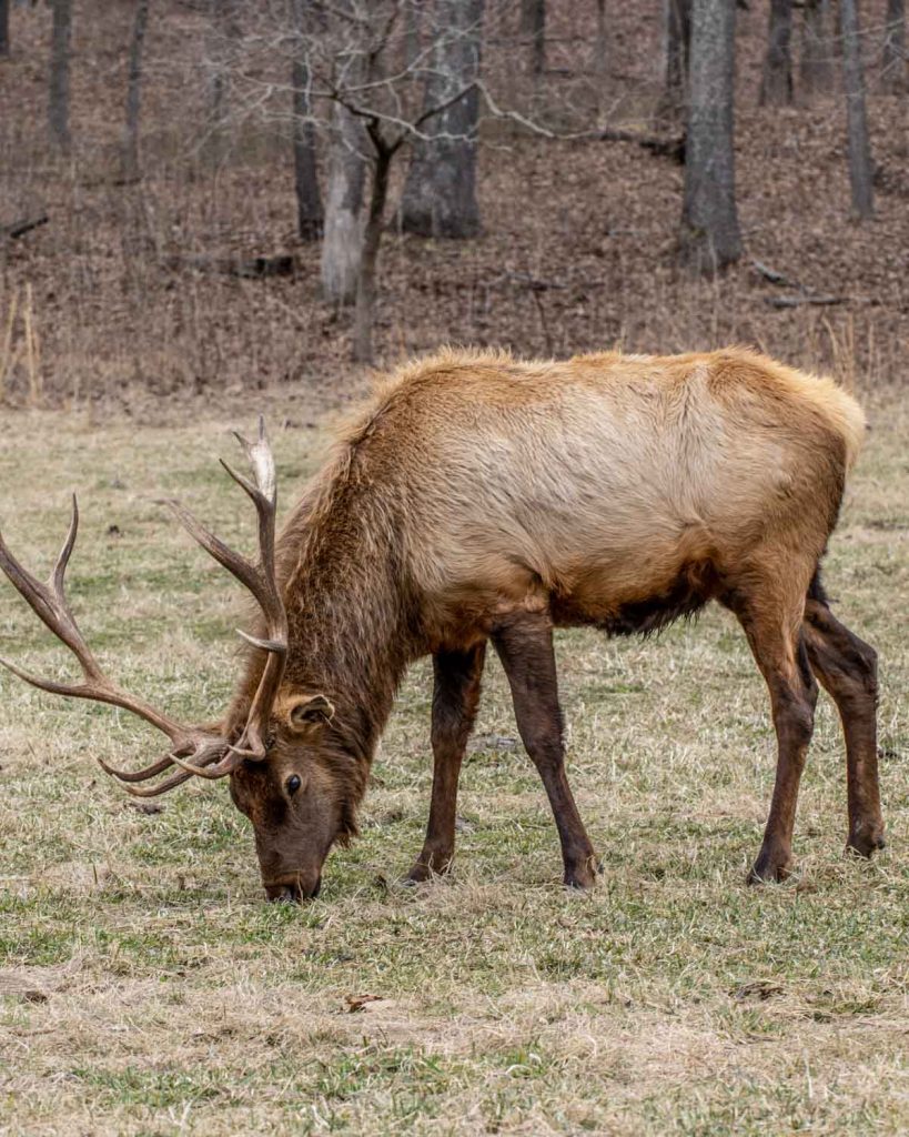 Image of Elk at Land Between the Lakes in Kentucky.